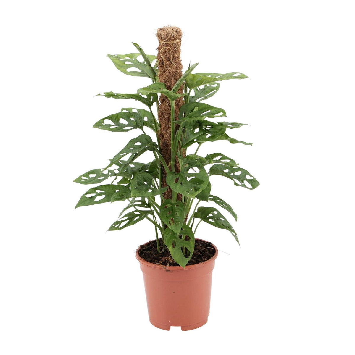 Gatenplant (Monstera adansonii 'Monkey')