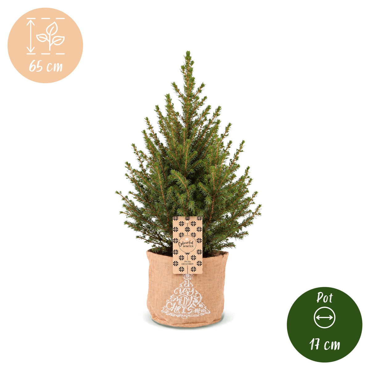 Kegelspar (Picea glauca 'Conica')