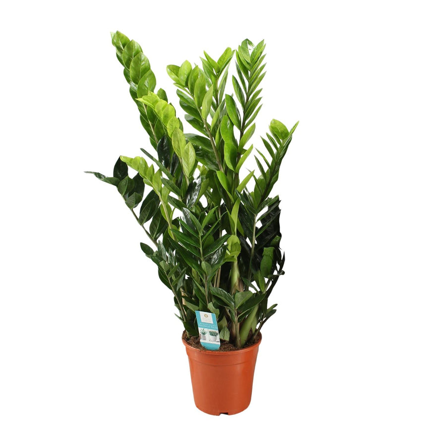 Zamiokulkas (Zamioculcas zamiifolia) 95 cm wysokości, doniczka ø21 cm