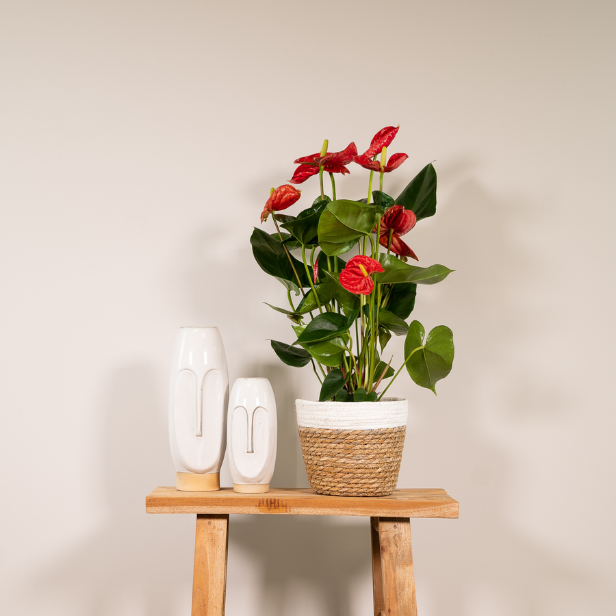 Czerwone anturium (Anthurium) 55 cm wysokości, doniczka ø17 cm