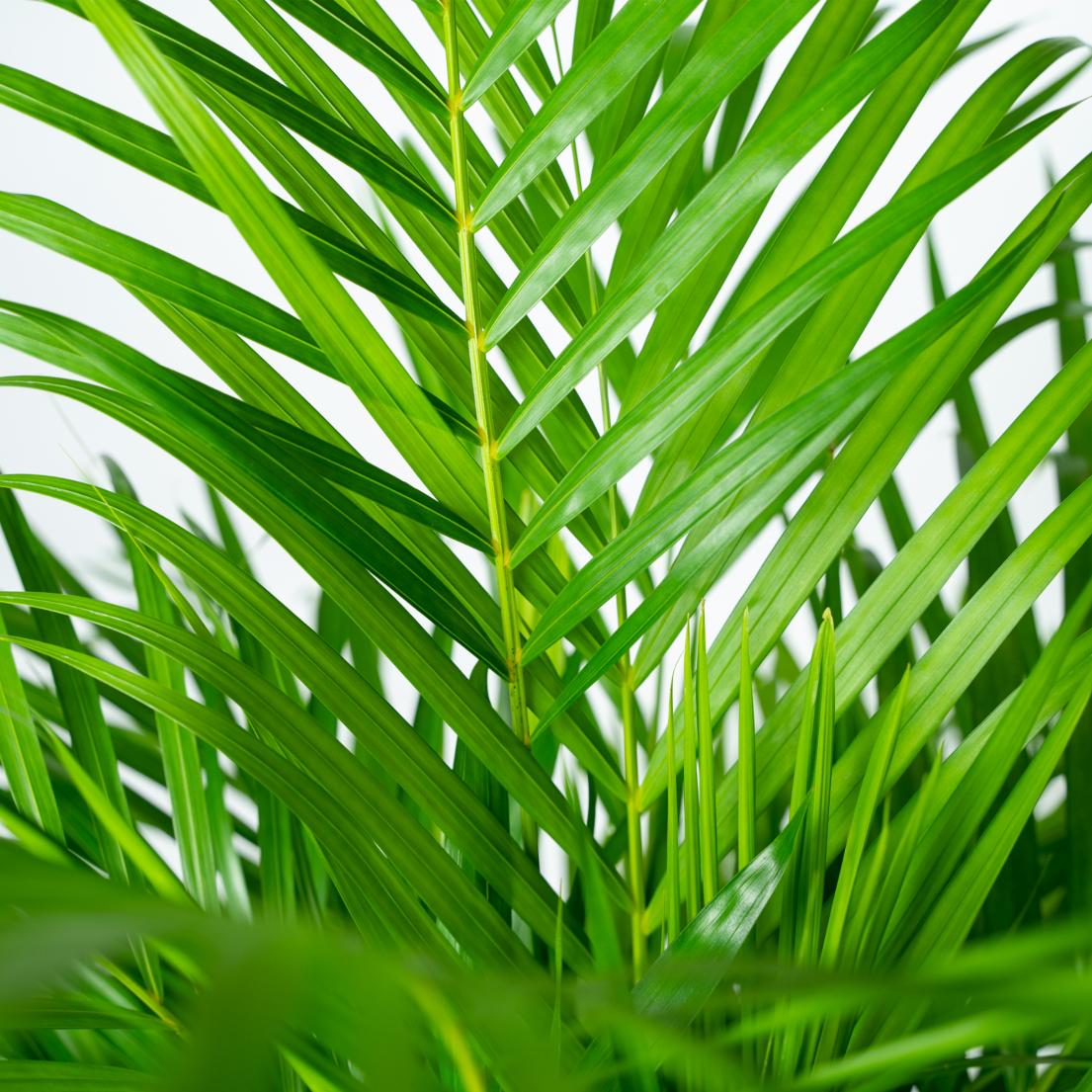 Areca Palm 100cm Ø21