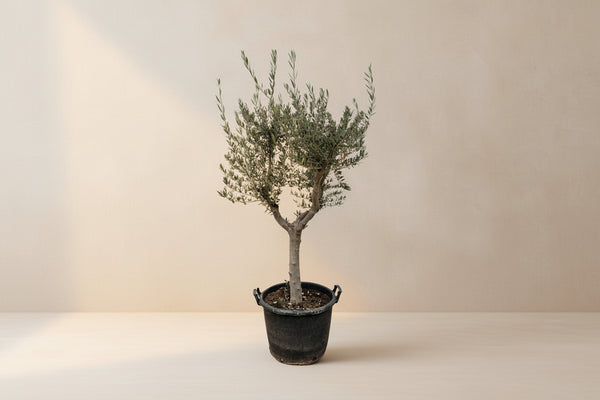 Olea europaea (oliventræ) Cultivo 230 cm høj, potte ø40 cm