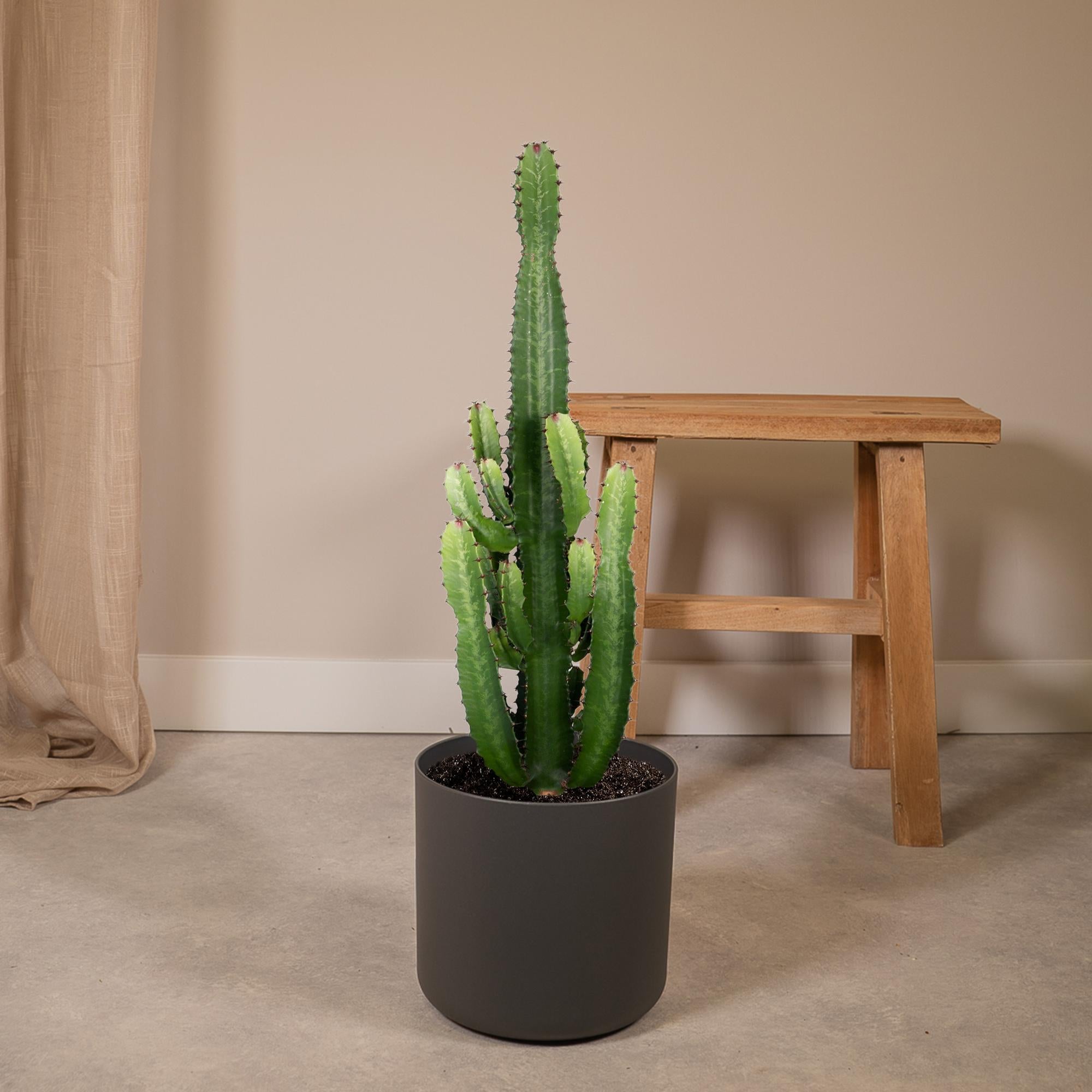 Euphorbia acrurensis 60 cm hoog, pot ø24 cm