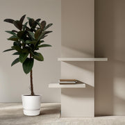 Ficus Elastica Robusta (rubberboom op stam) 120 cm hoog, pot ø24 cm