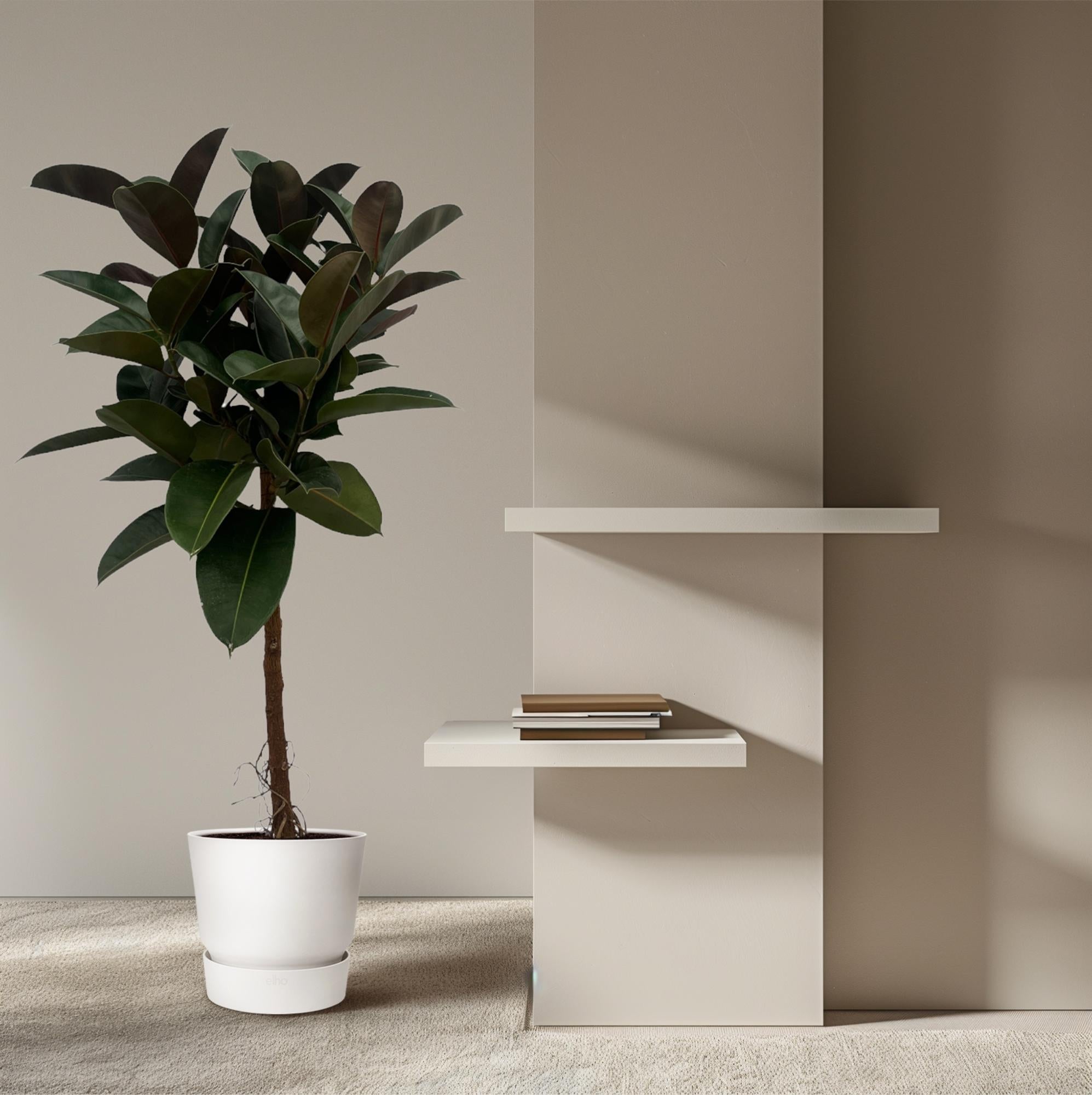Ficus Elastica Robusta (rubberboom op stam) 120 cm hoog, pot ø24 cm