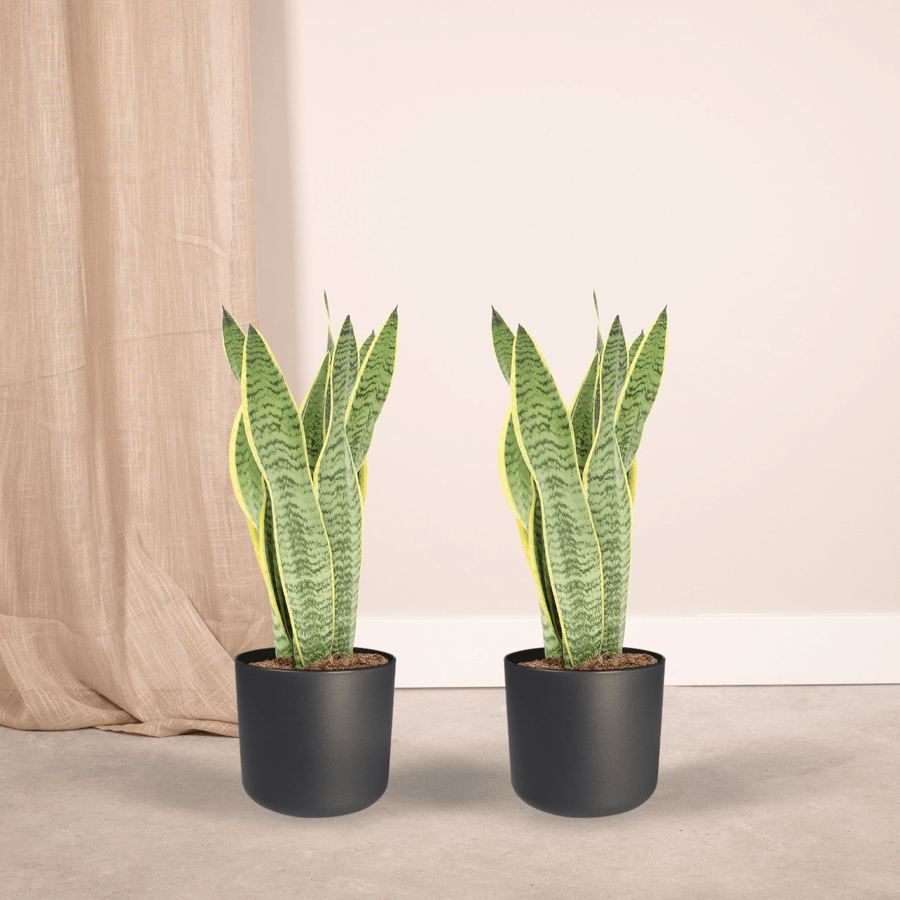 Bogenhanf Sansevieria Laurentii (2 Pflanzen, Topf ø14 cm)