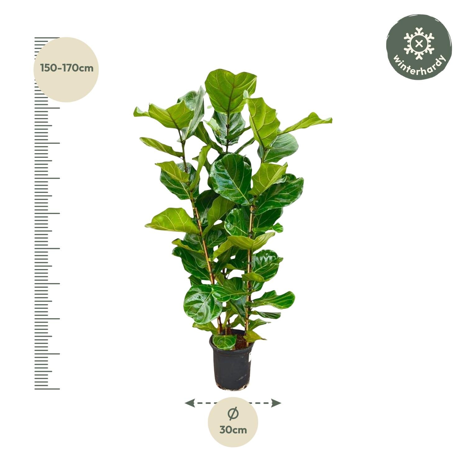 Ficus Lyrata-Strauch - 155 cm - Ø27