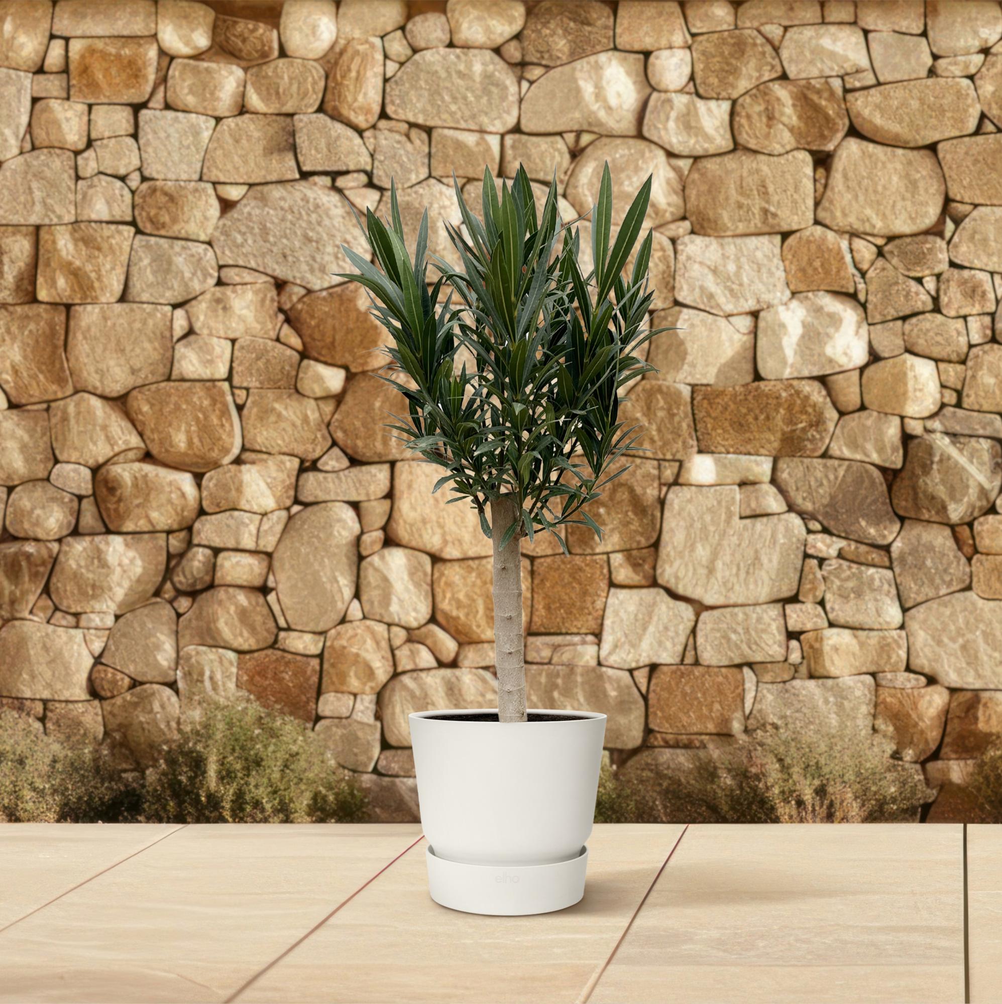 Oleander op stam rode bloem (Nerium oleander) 110 cm hoog, pot ø22 cm