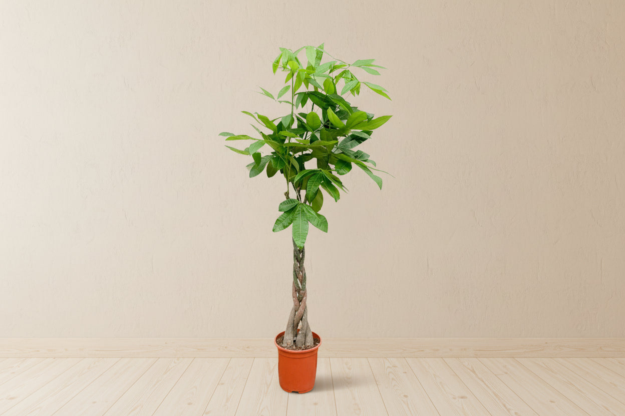 Pachira Aquatica kamerplant met glanzende groene bladeren en gevlochten stam in pot van 24 cm diameter.