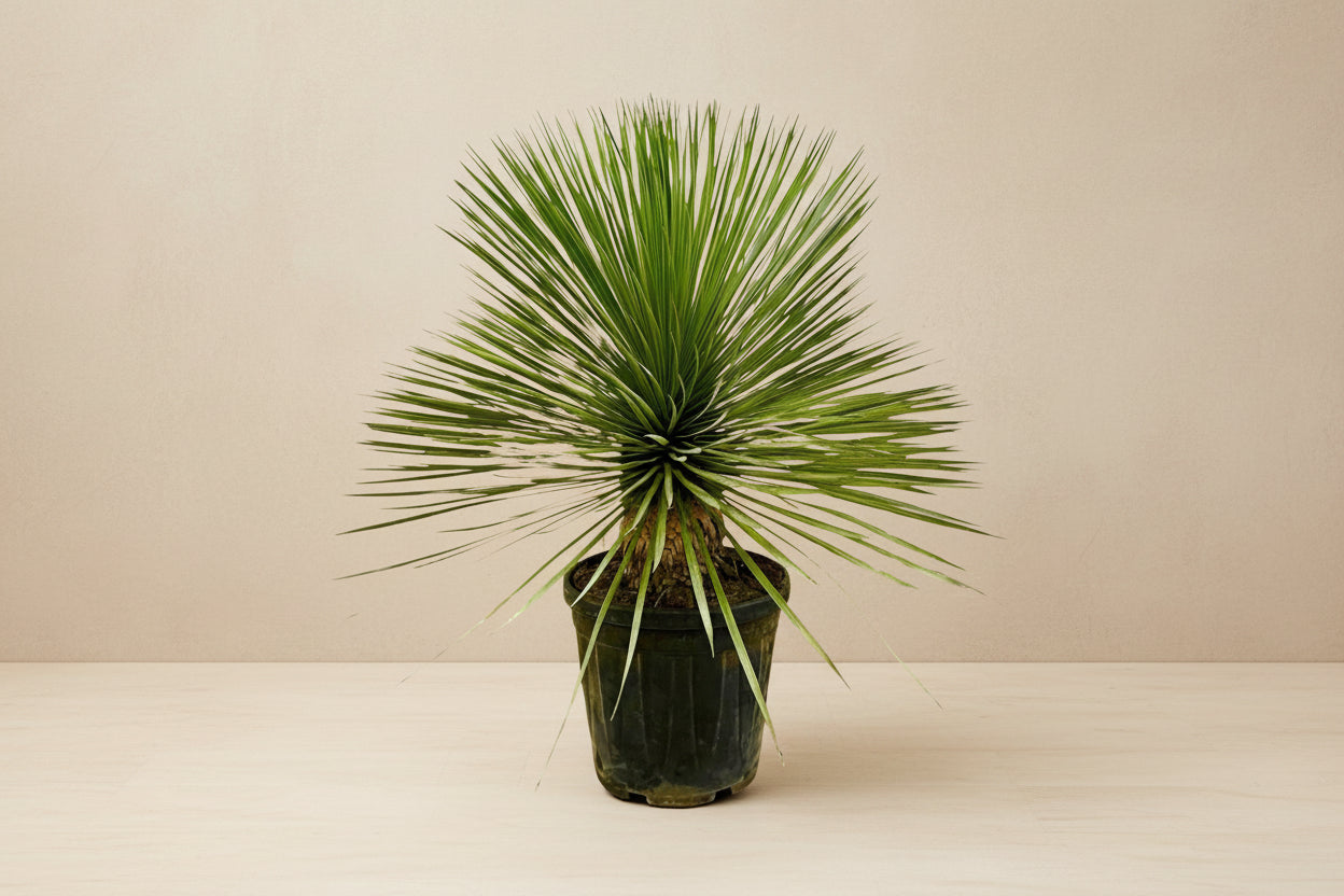 Yucca rostrata 70 cm hoog, pot ø27 cm