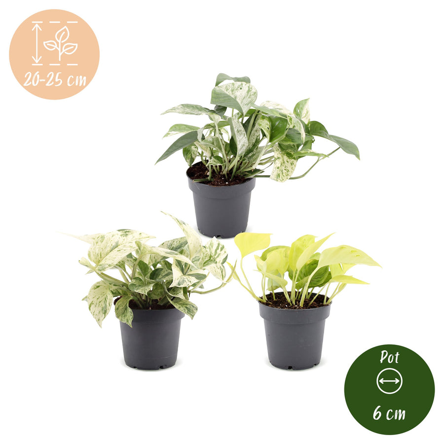 Epipremnum Tricolour (3 rośliny, doniczka ø6 cm)