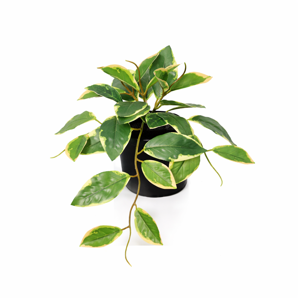 Kunstpflanze Hoya Variegata 23cm - ø9