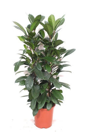 Ficus Cyathistipula 100cm - ø27