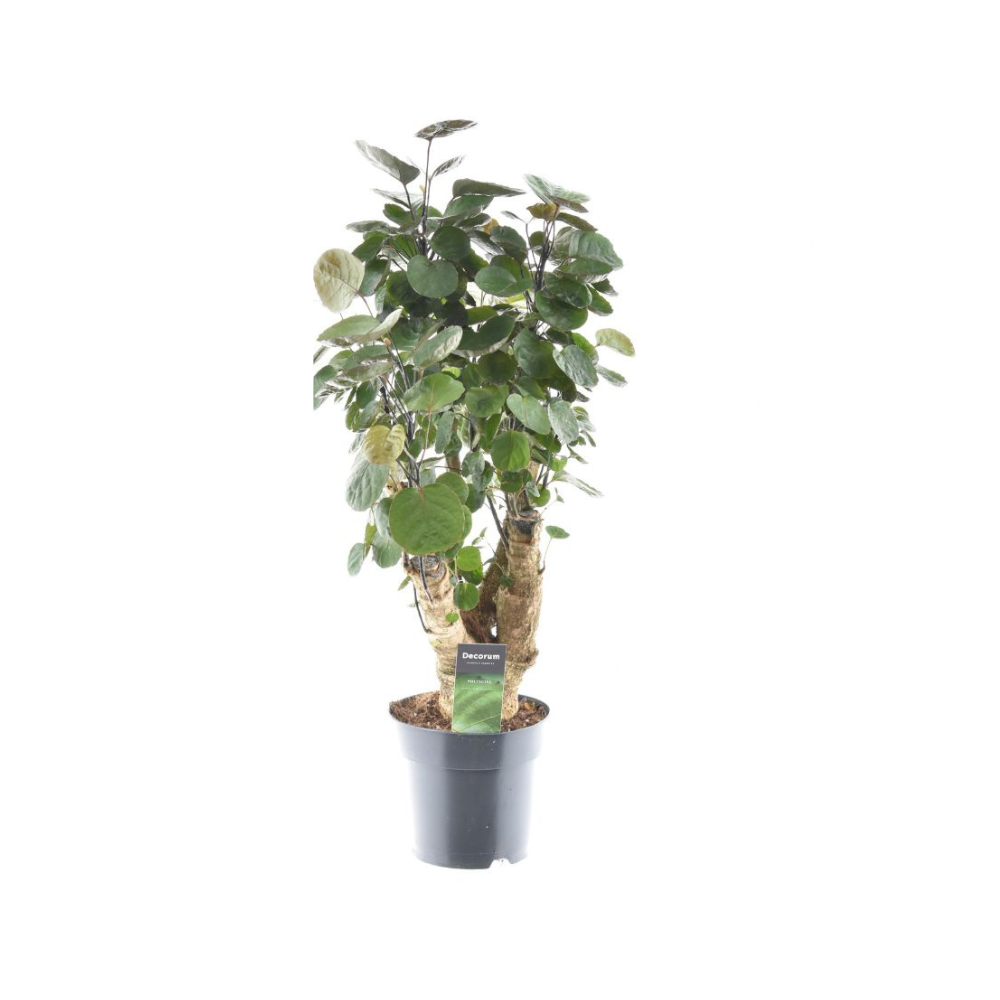Polyscias Fabian (aralia) 60 cm hoog, pot ø17 cm