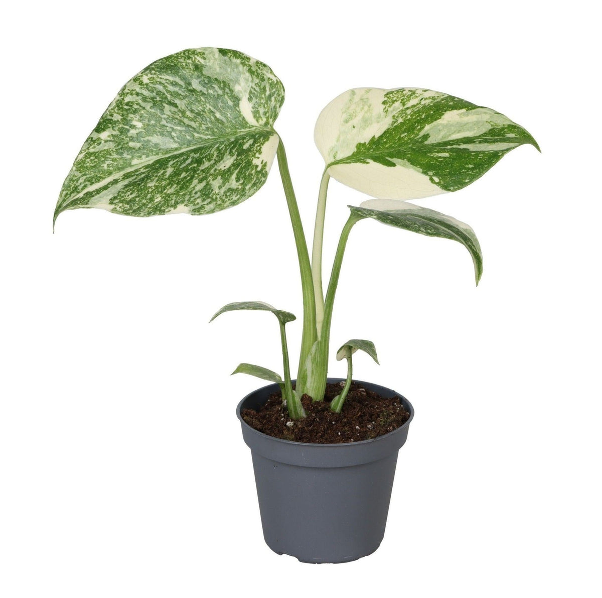 Swiss cheese plant 14 cm tall, pot ø6 cm
