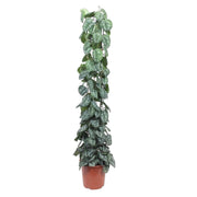 Scindapsus pictus Trebie sur grille grillagée 160 cm de haut, pot ø27 cm