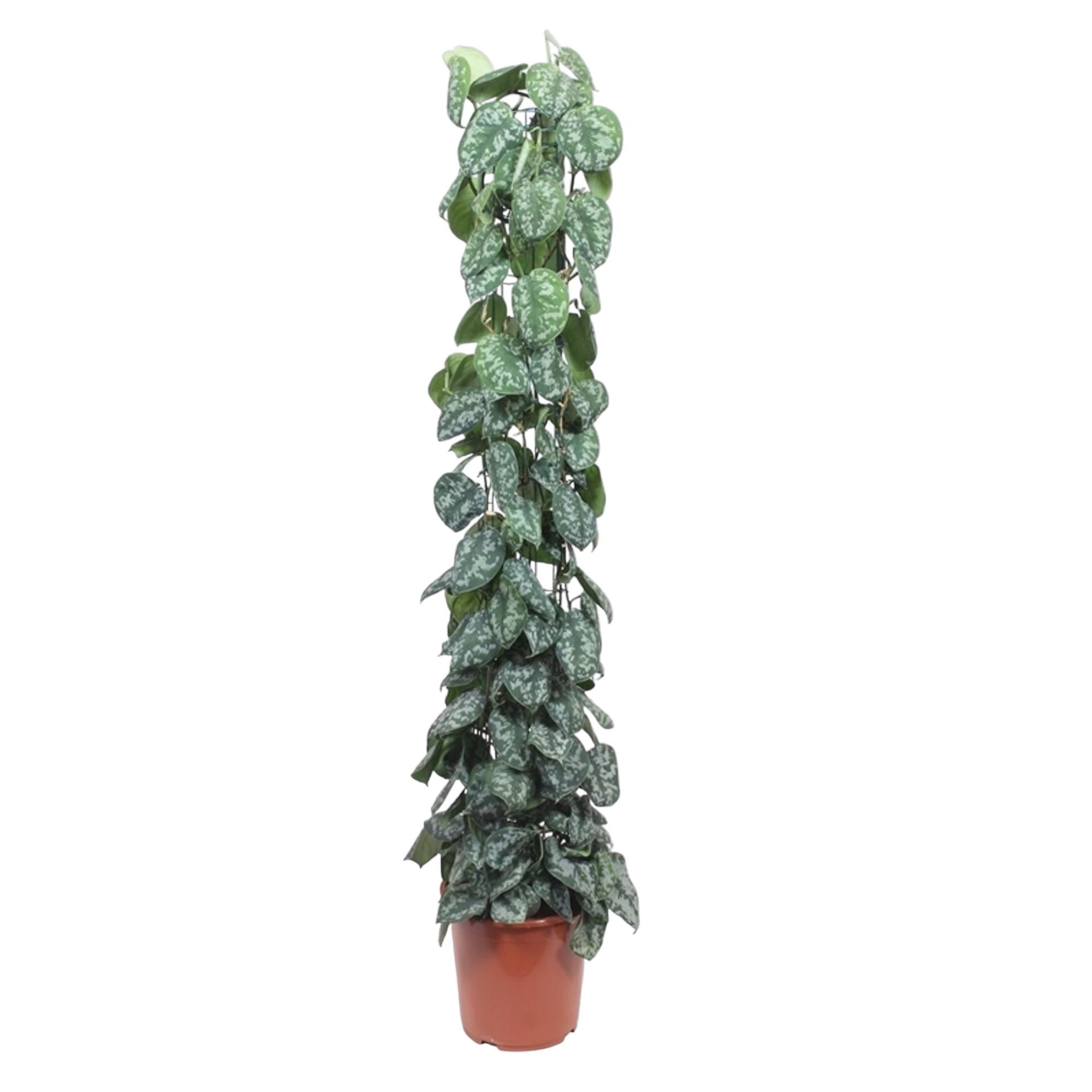 Scindapsus pictus Trebie aan gaasrek 160 cm hoog, pot ø27 cm