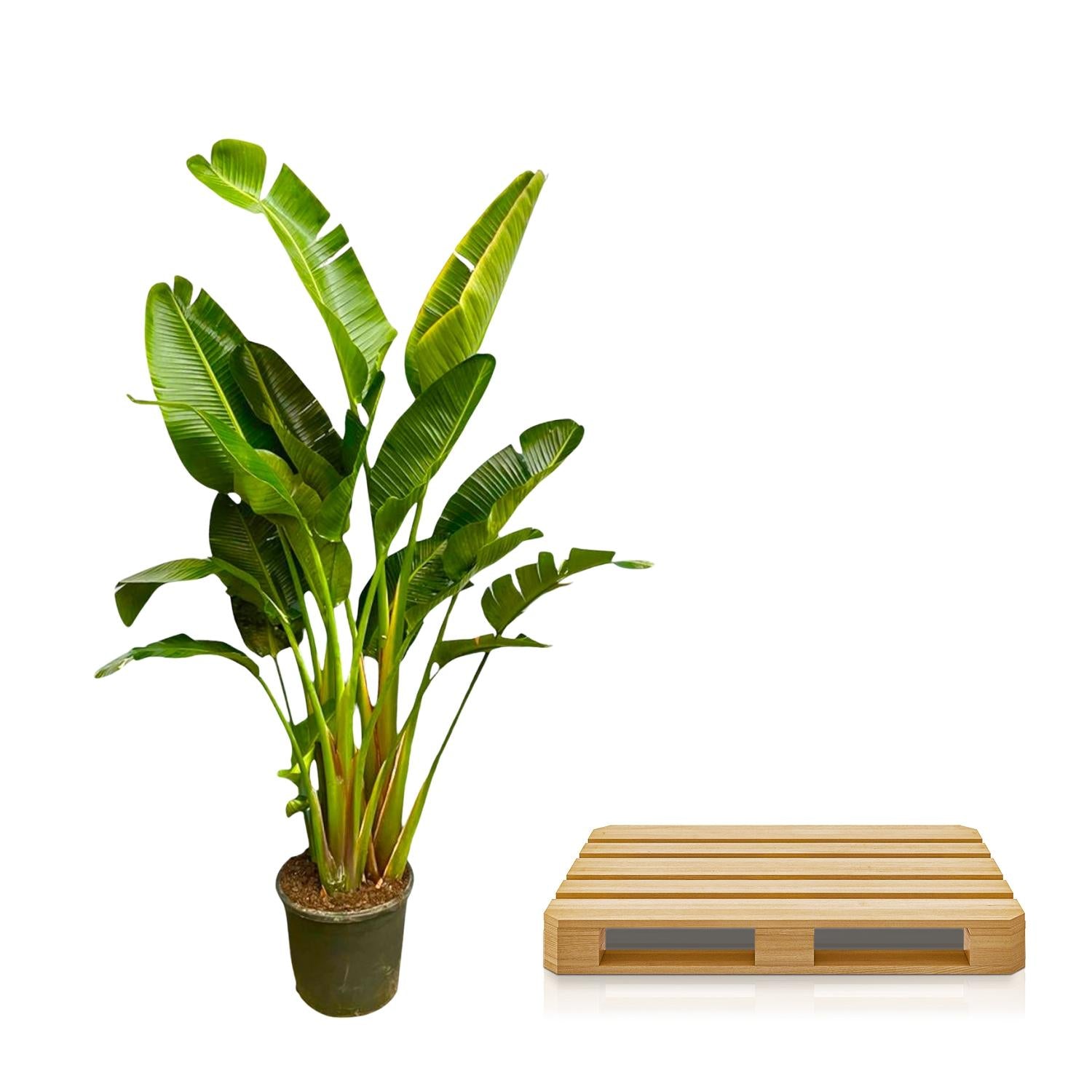 Strelitzia Augusta multi stam XXL - 250 cm - ø30-40 - XXLplant