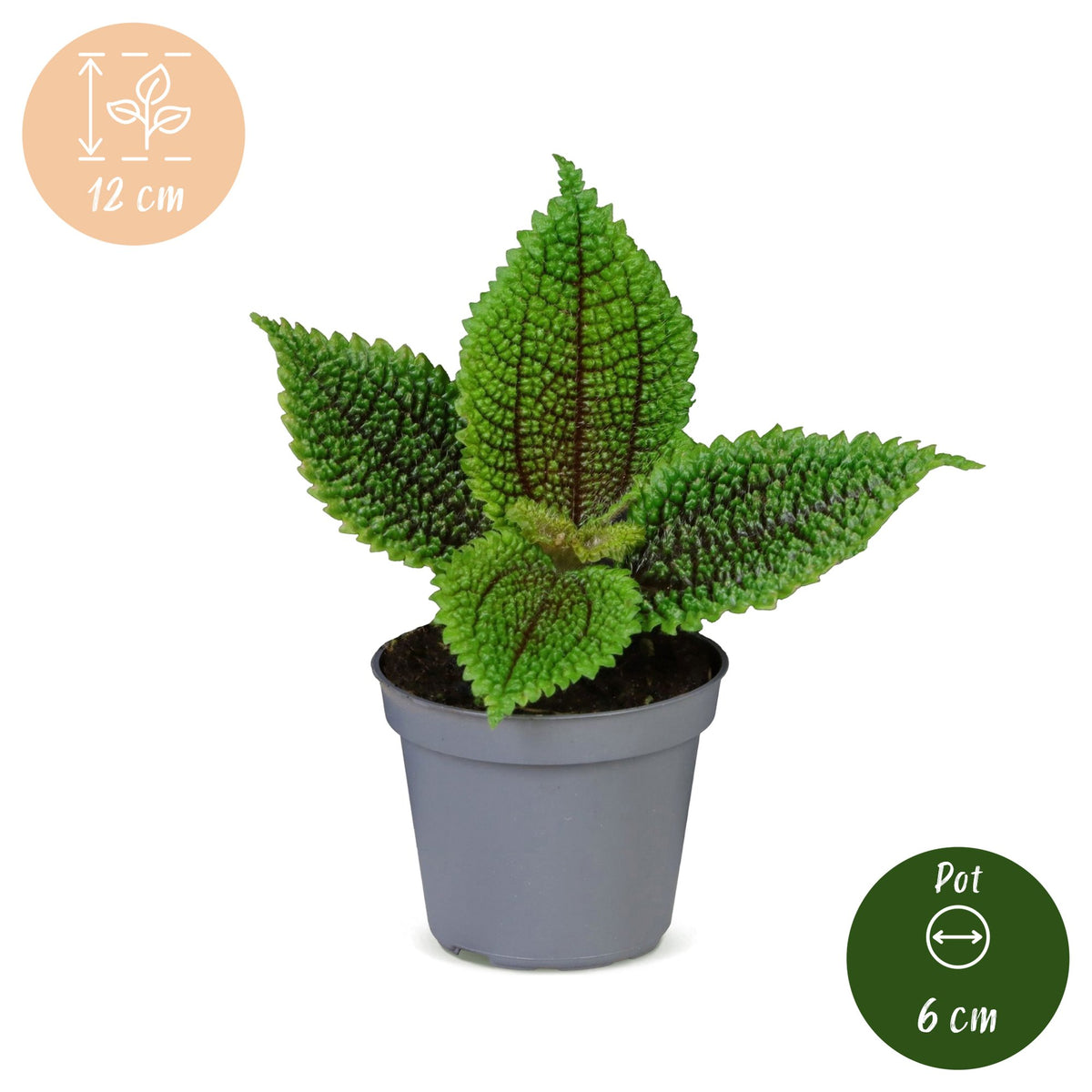 Freundschaftspflanze 12 cm hoch, Topf ø6 cm