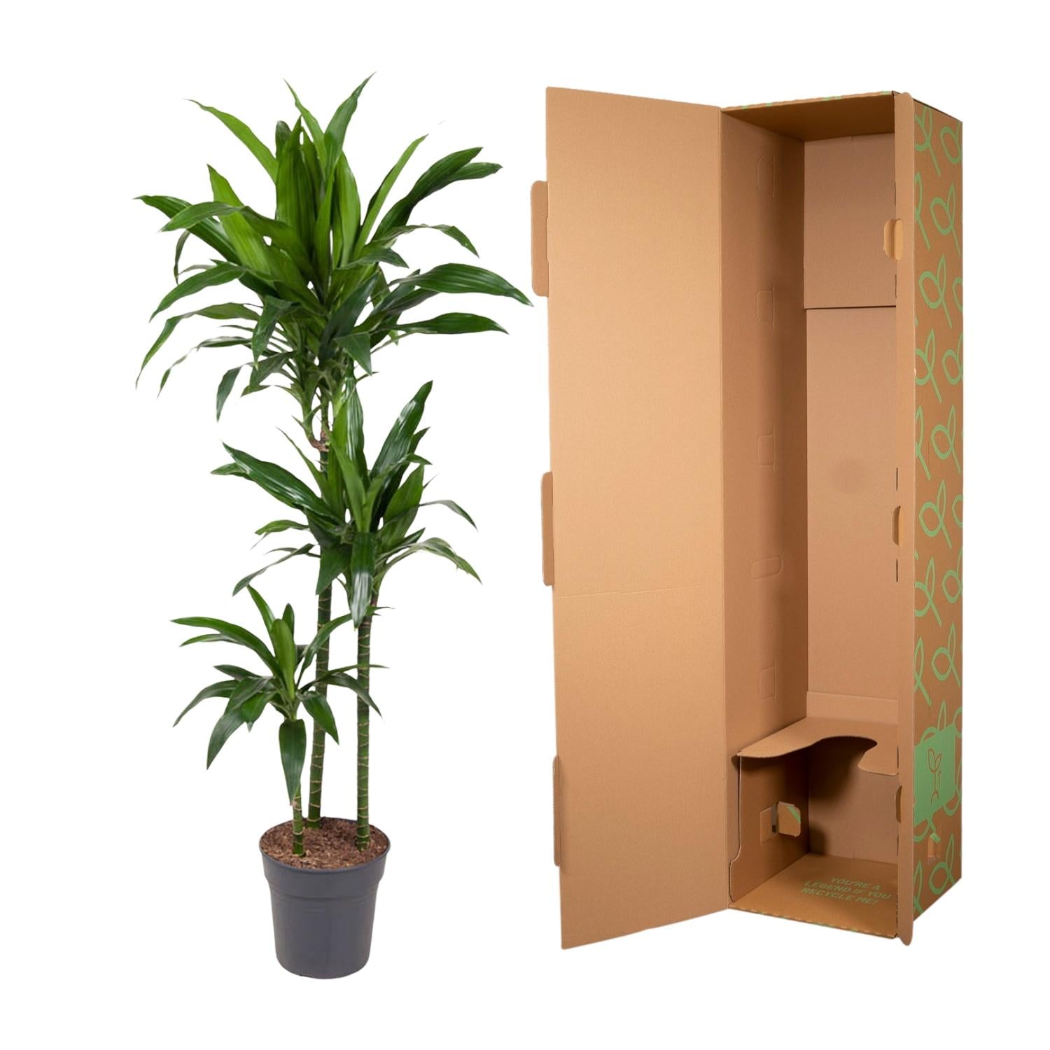Drakenbloedboom Janet Craig (Dracaena) 150 cm hoog, pot ø24 cm