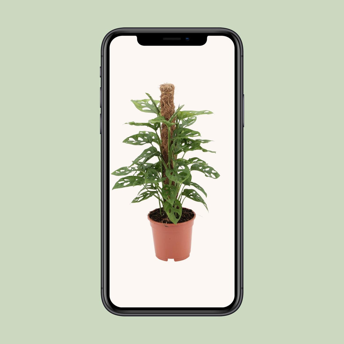 Gatenplant (Monstera adansonii 'Monkey')
