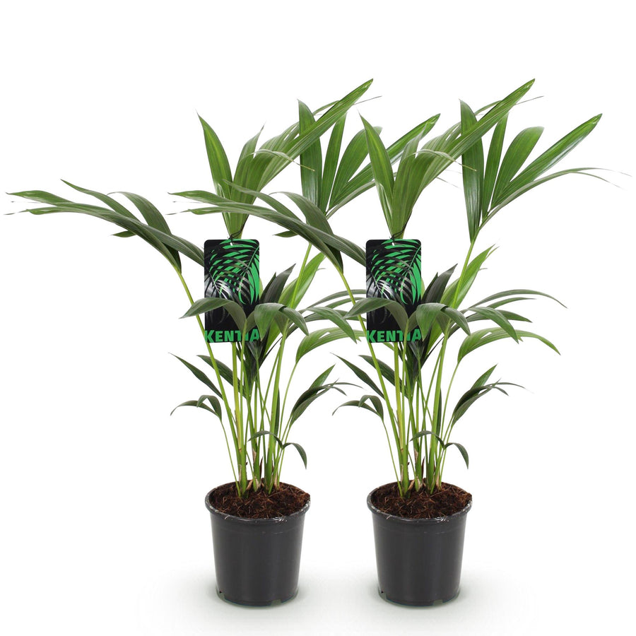 Palma kencja Howea forsteriana (2 rośliny, doniczka ø17 cm)