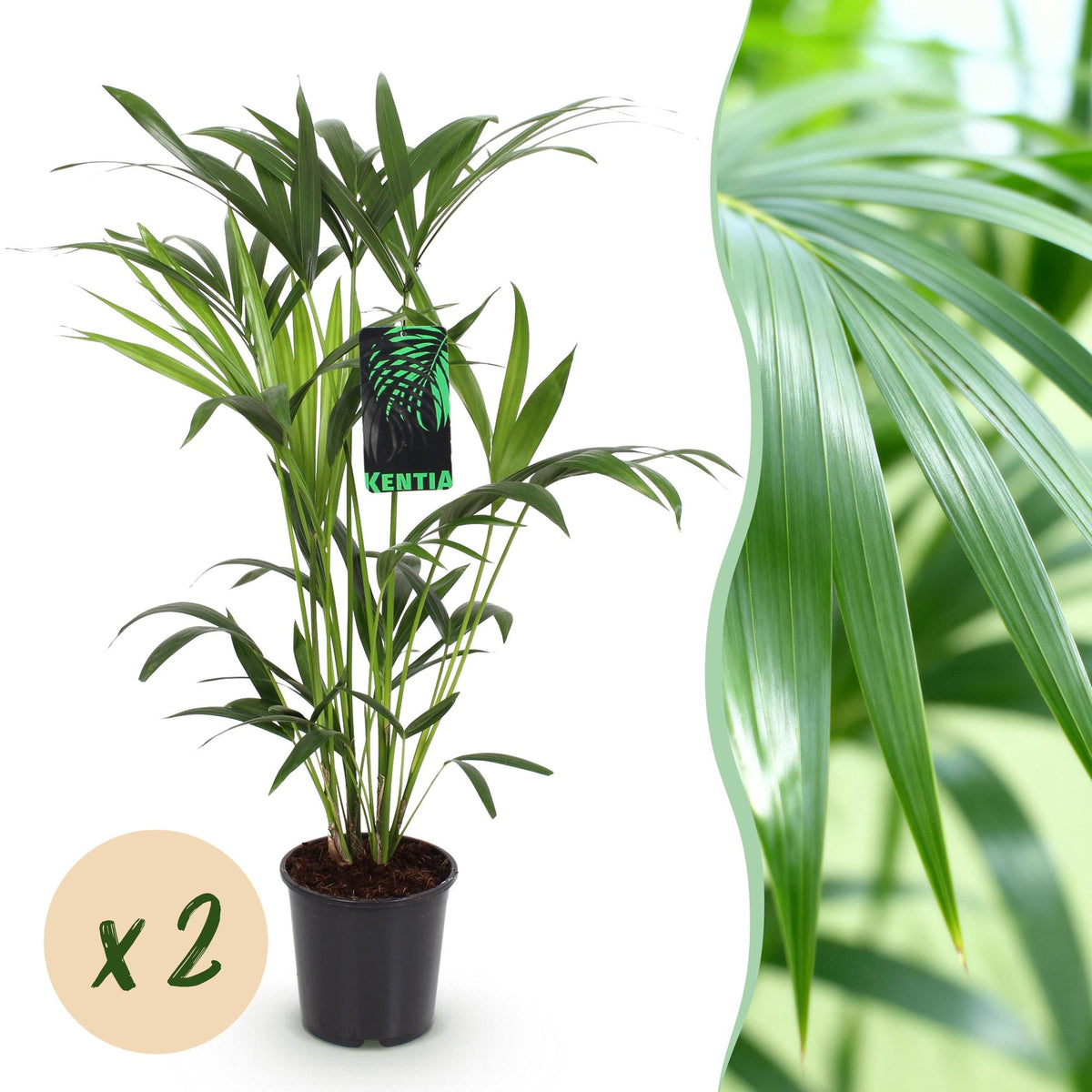 Kentiapalm (Howea forsteriana) 80-85 cm hoog