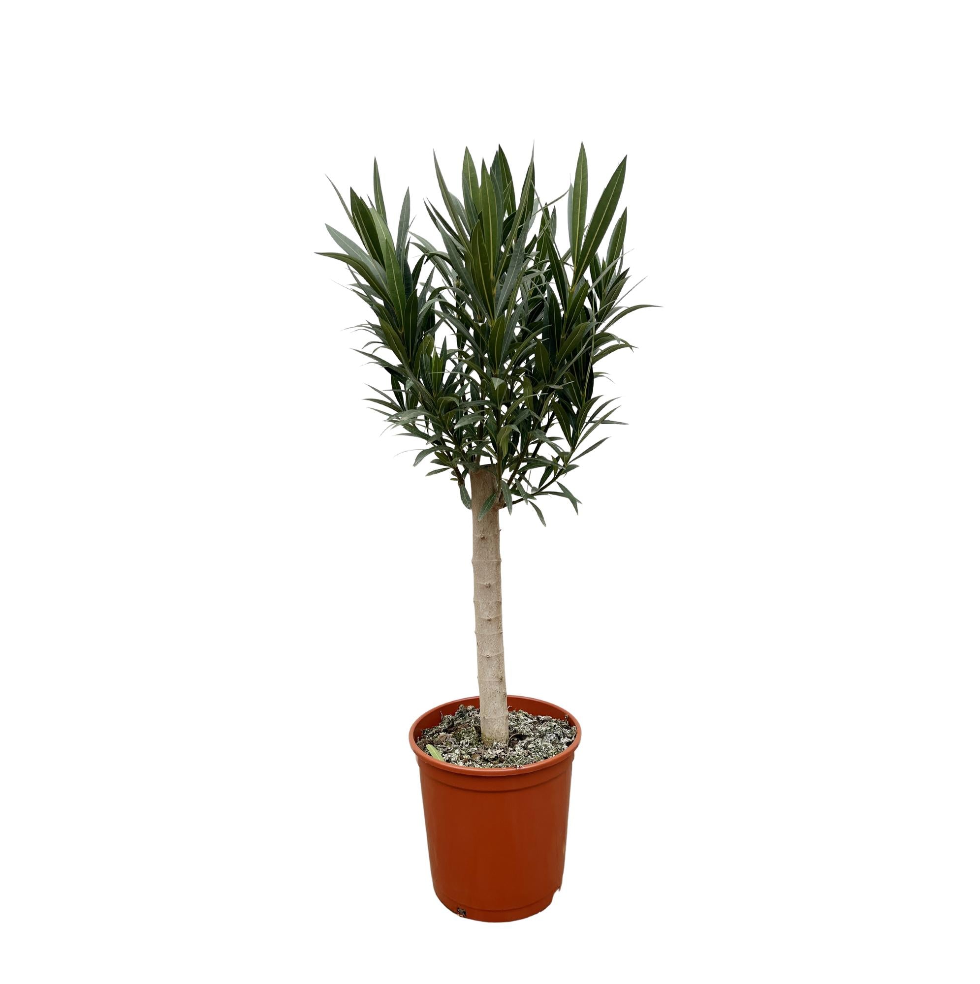 Oleander op stam rode bloem (Nerium oleander) 110 cm hoog, pot ø22 cm