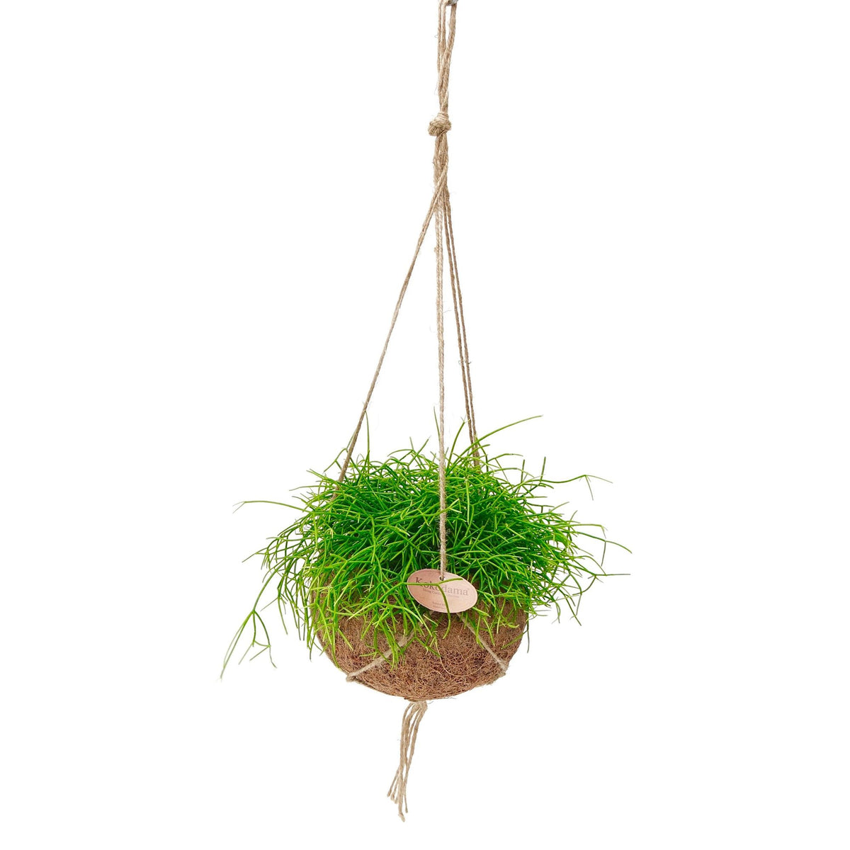 Kokodama patyczak wiszący, kula ø15 cm