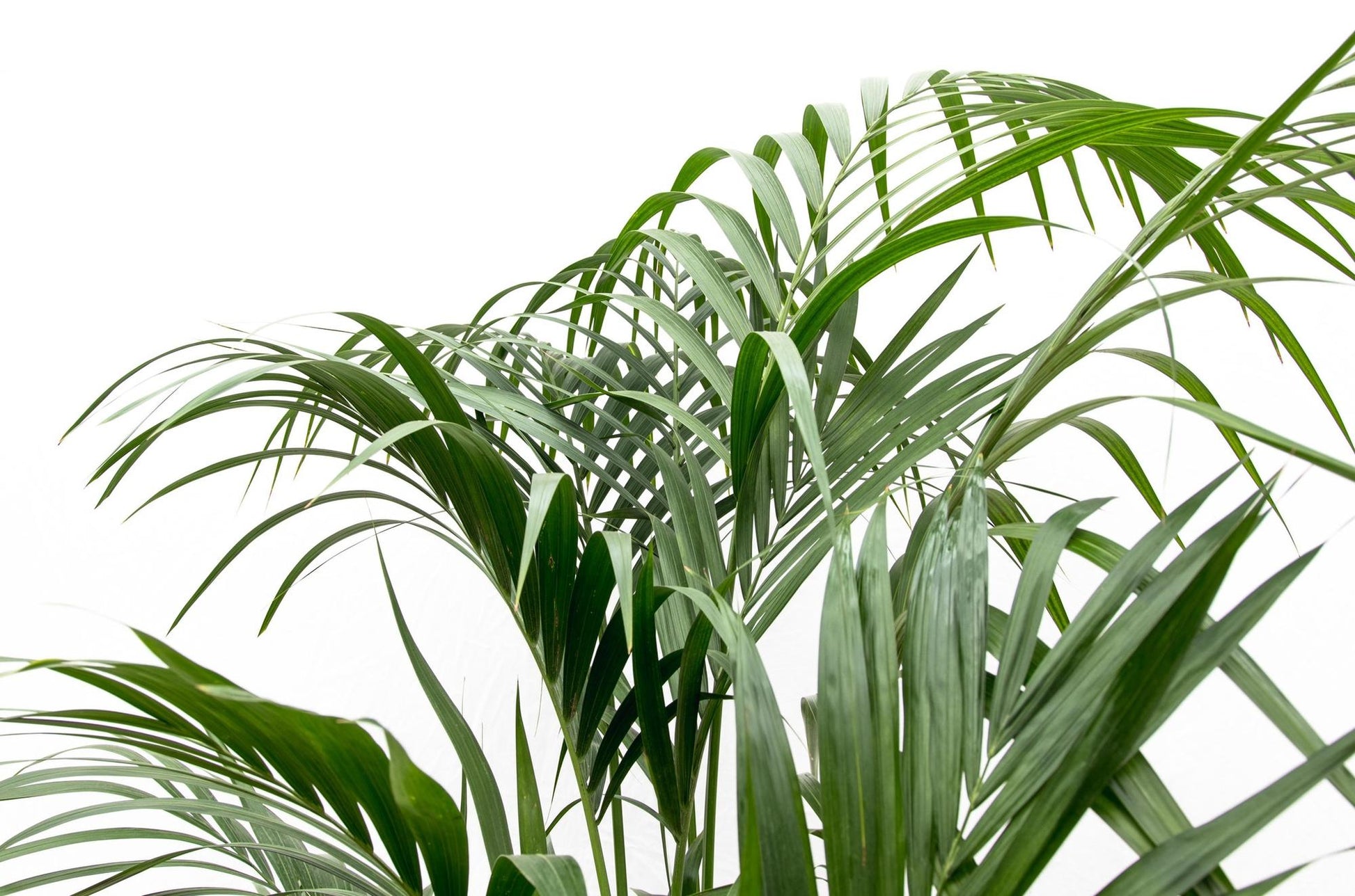 Kentia palm - 180cm - ⌀24 - XXLplant