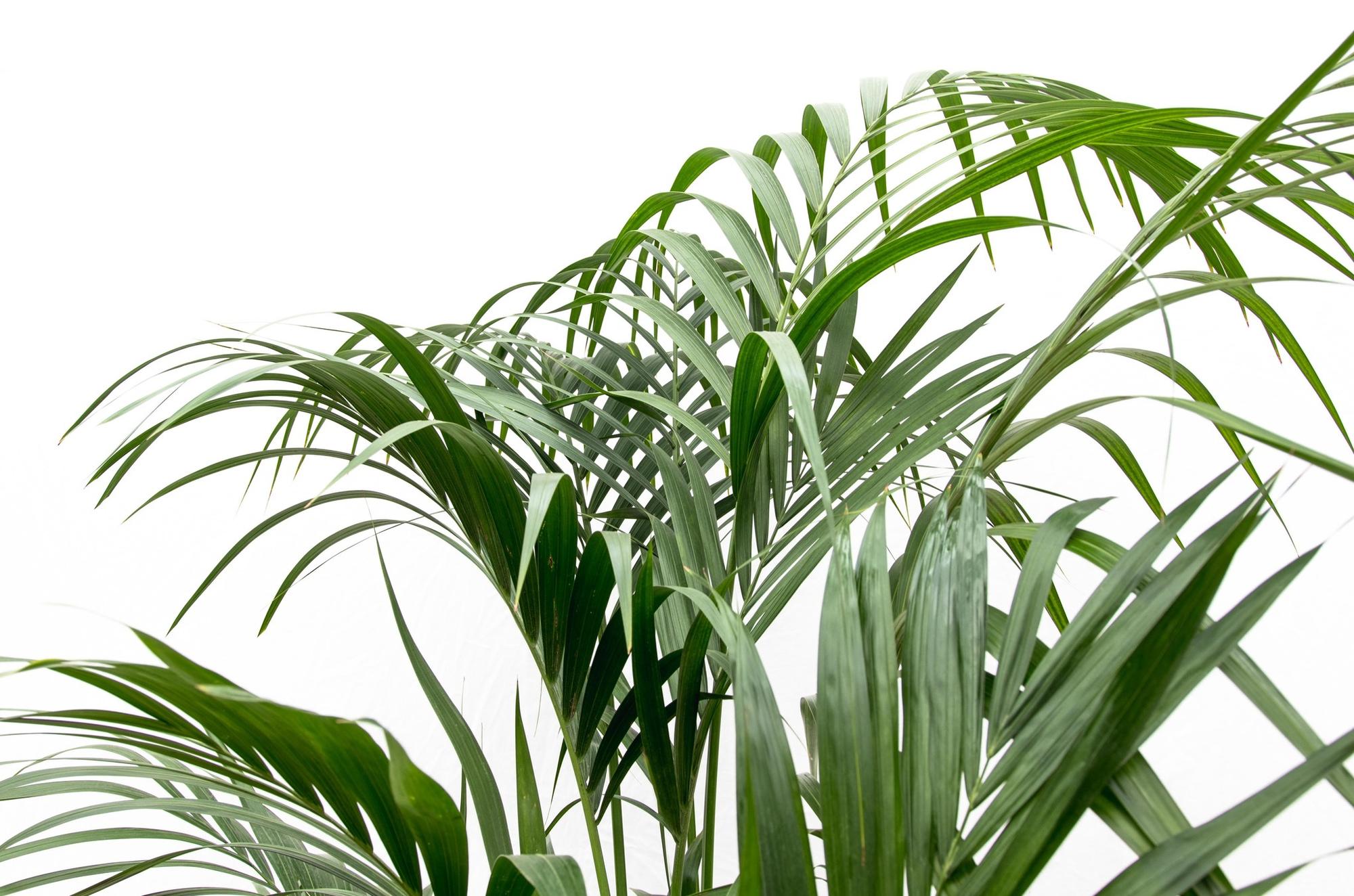 Kentia palm - 180cm - ⌀24 - XXLplant