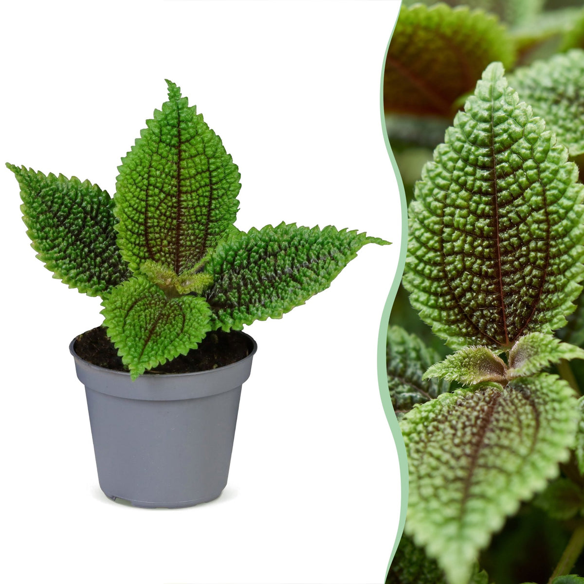 Pilea involucrata 'Moon Valley'