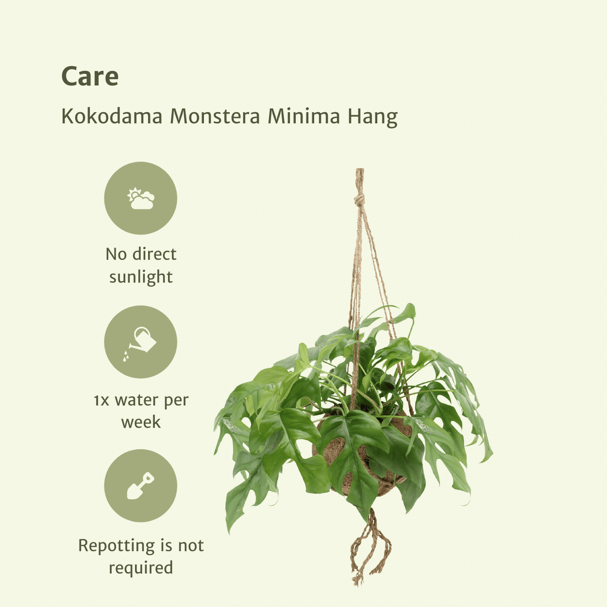 Monstera minima w wiszącej kokedamie