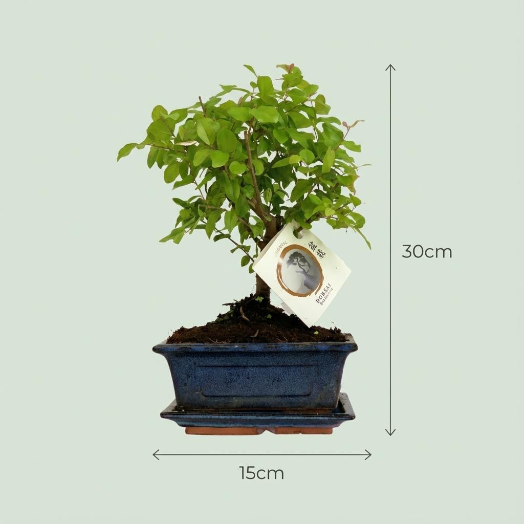 Bonsai bolvorm 30 cm hoog, mix keramiek pot, set van 2