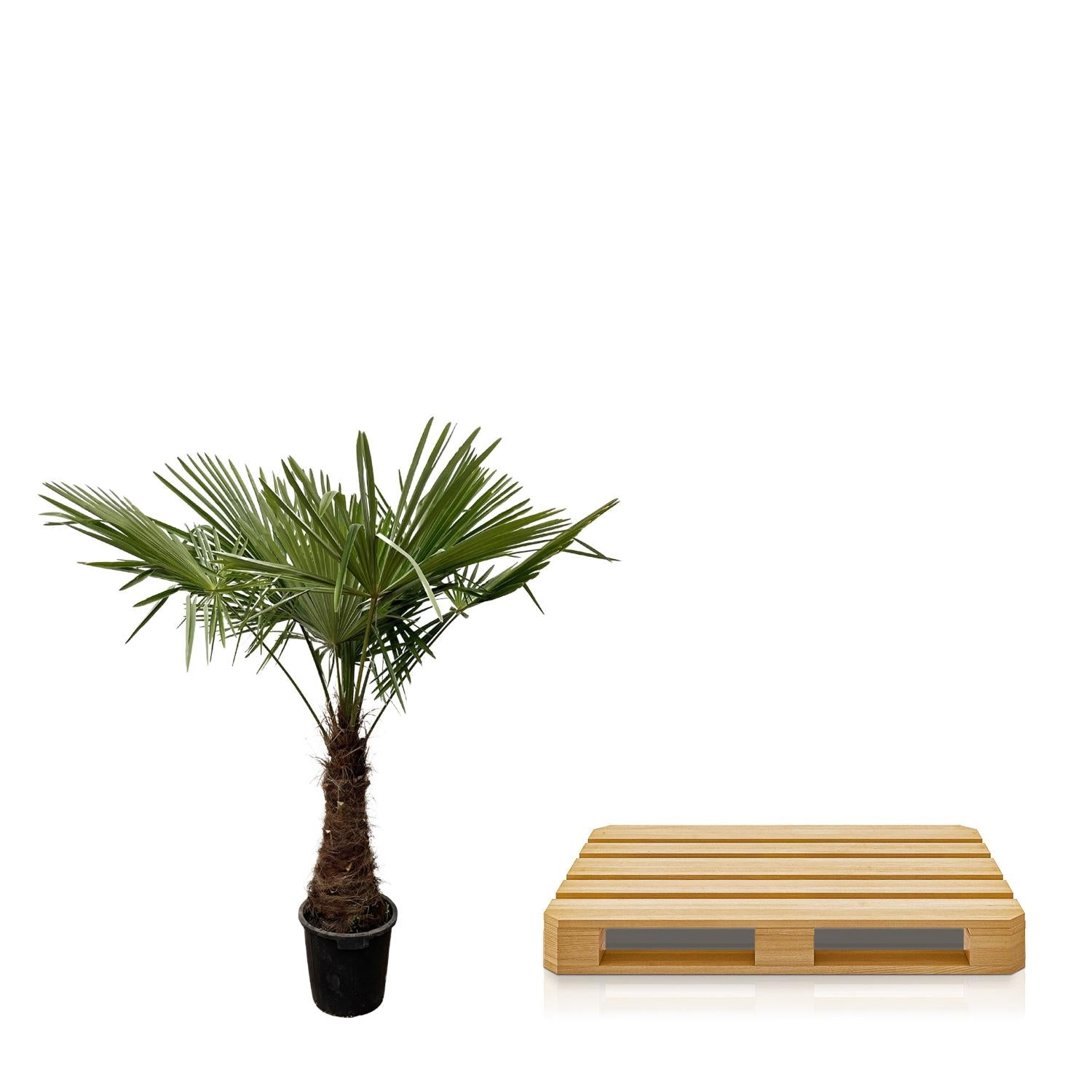 Trachycarpus - 240cm- Ø45 - XXLplant