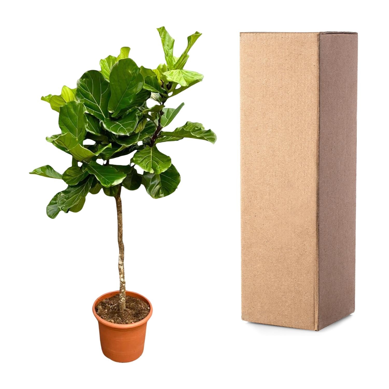 Ficus Lyrata boom XXL - 200 cm - ø40 - XXLplant