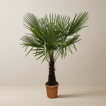 Trachycarpus Fortunei