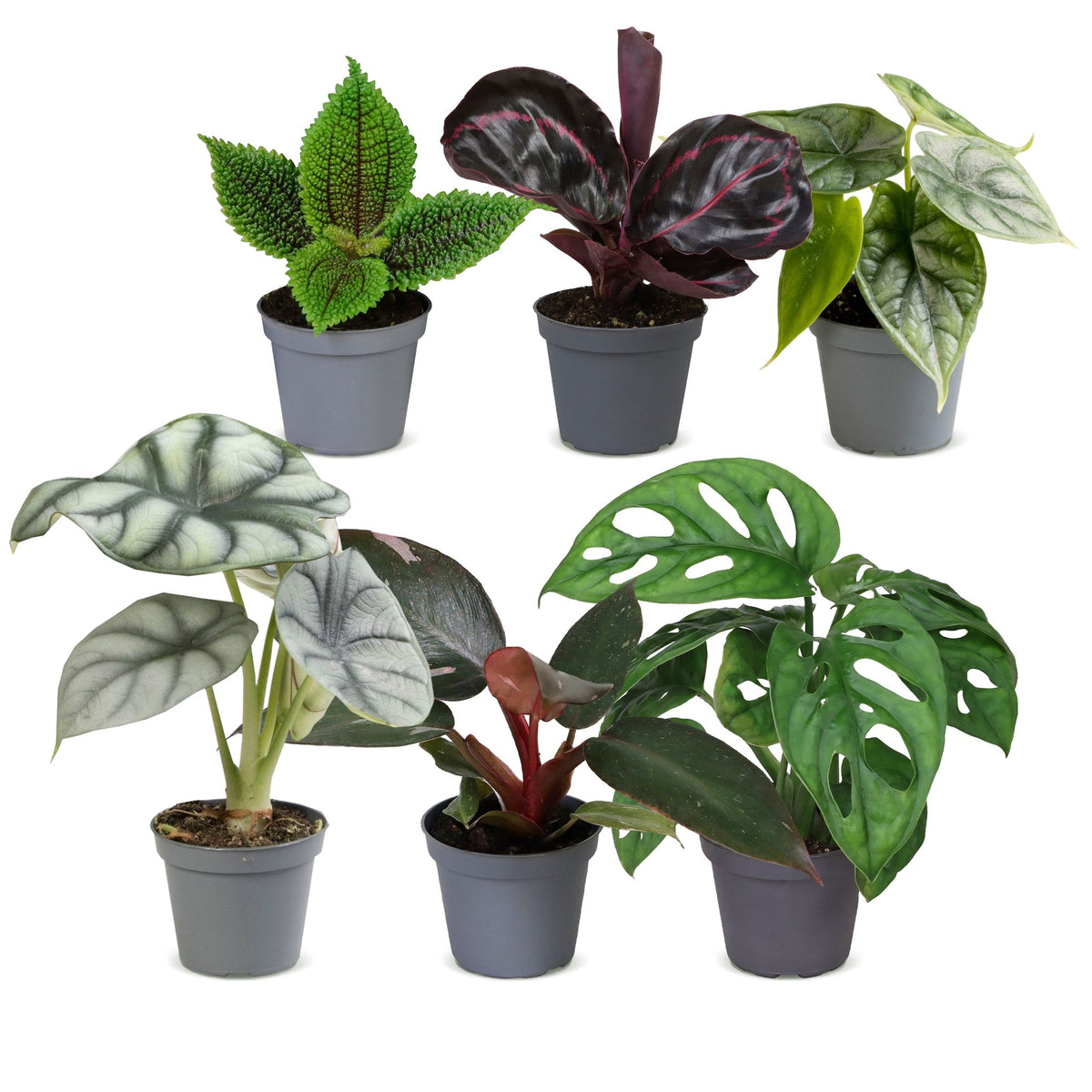 Baby Jungle Mix