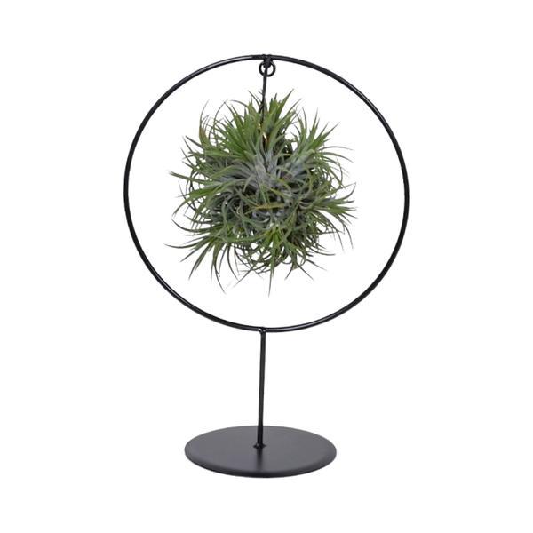 Rośliny powietrzne w metalowym pierścieniu, 30 cm wysokości, ø17 cm