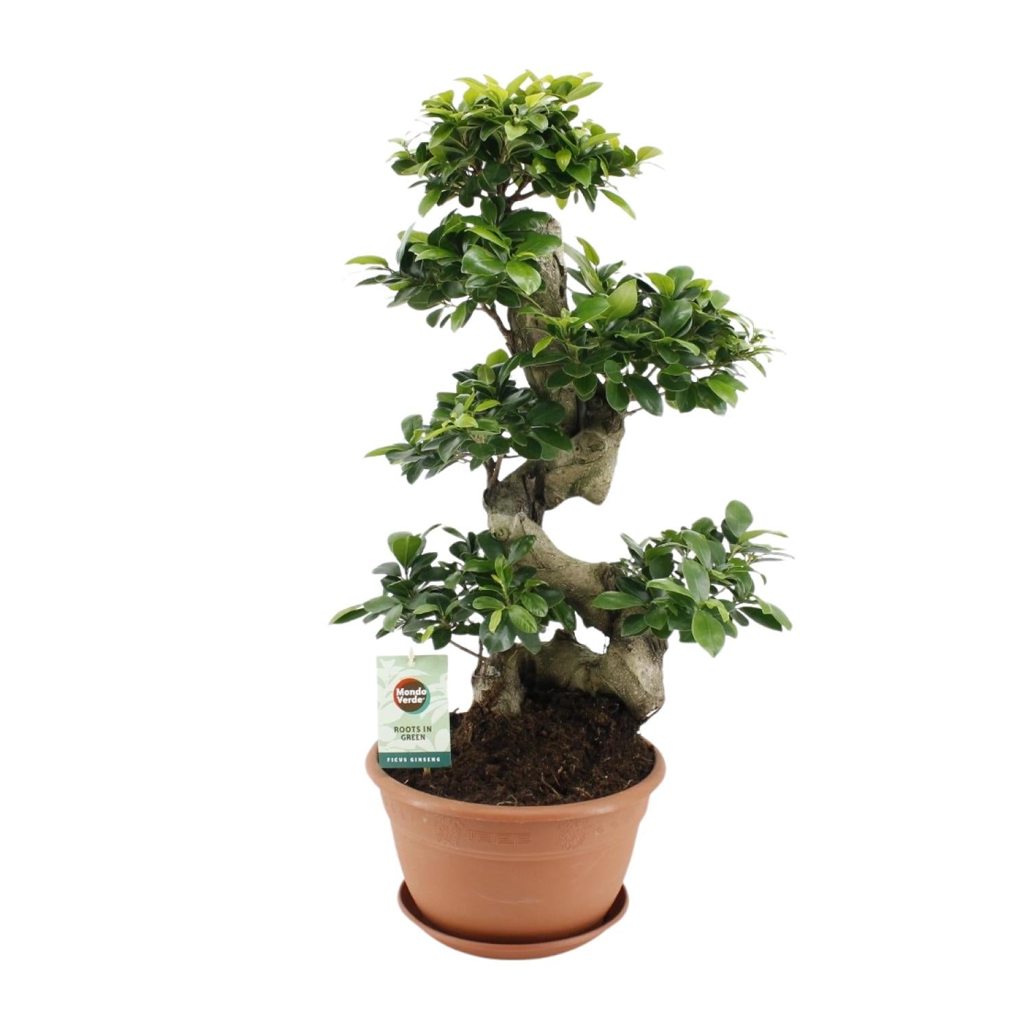Ficus Ginseng (bonsai-vijg) 70 cm hoog, pot ø27 cm