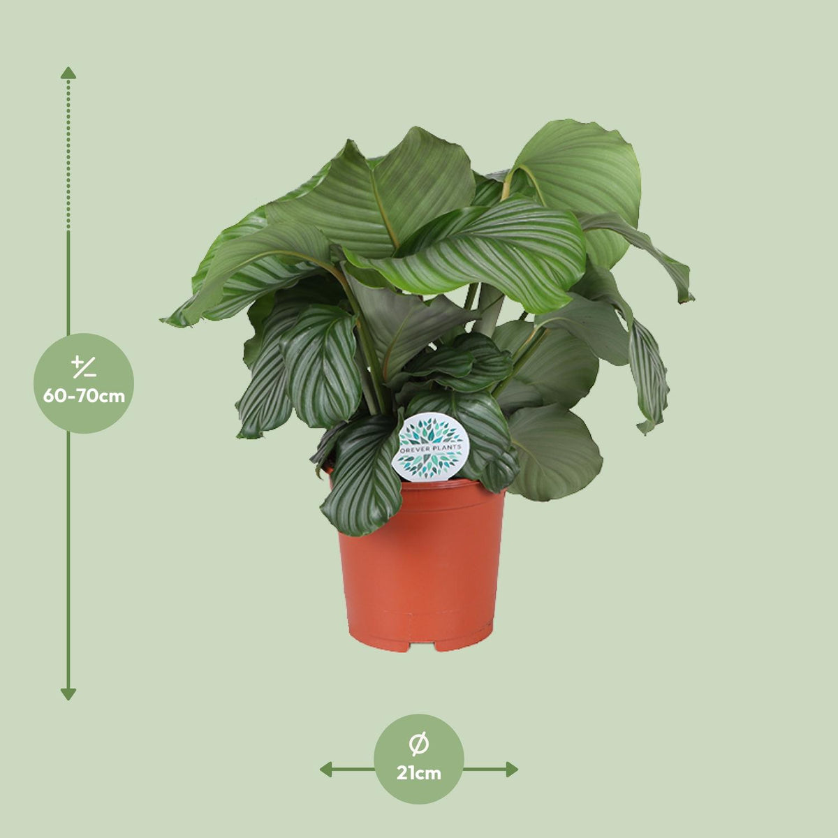 Calathea orbifolia