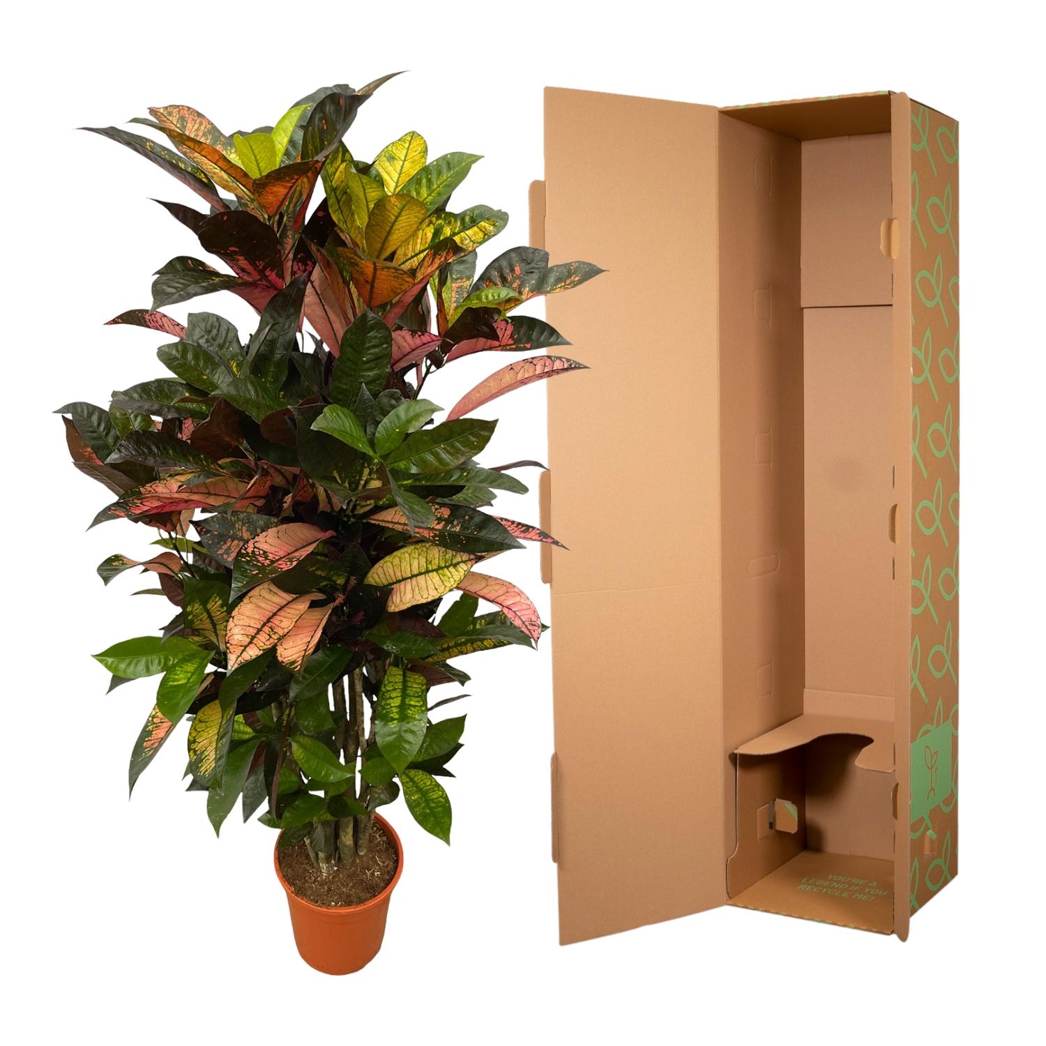 Codiaeum (Croton) Iceton vertakt Ø 100cm - ø24
