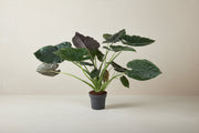 Alocasia Wentii kamerplant met grote donkergroene bladeren en paarse onderzijde, 120 cm hoog in zwarte pot ø32