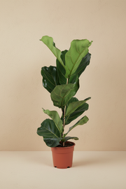 Ficus Lyrata