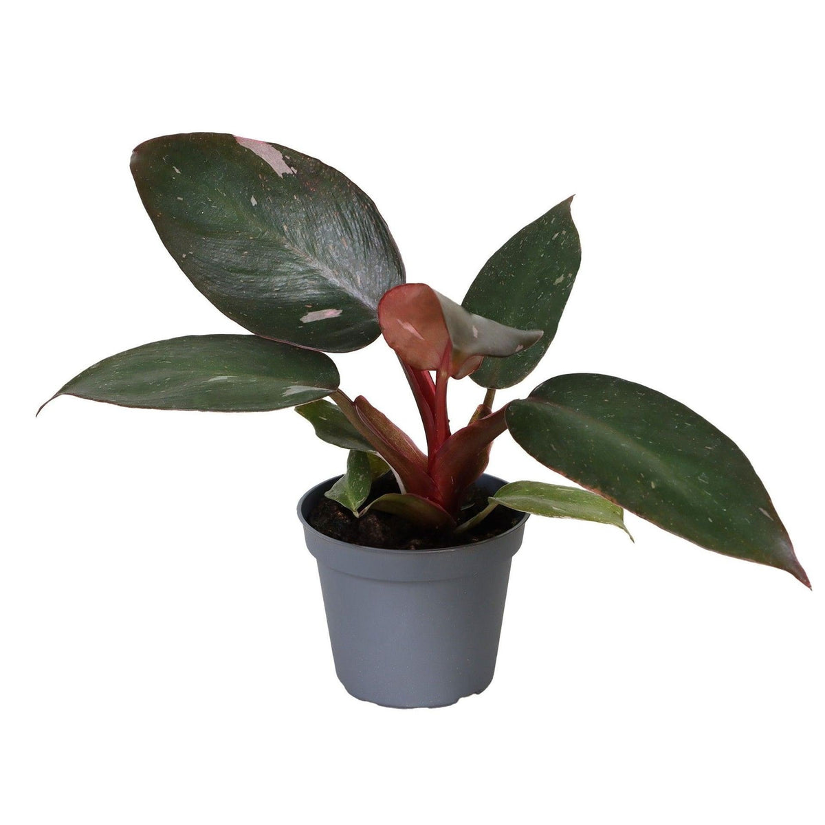 Pink-Princess-Philodendron 12 cm hoch, Topf ø6 cm