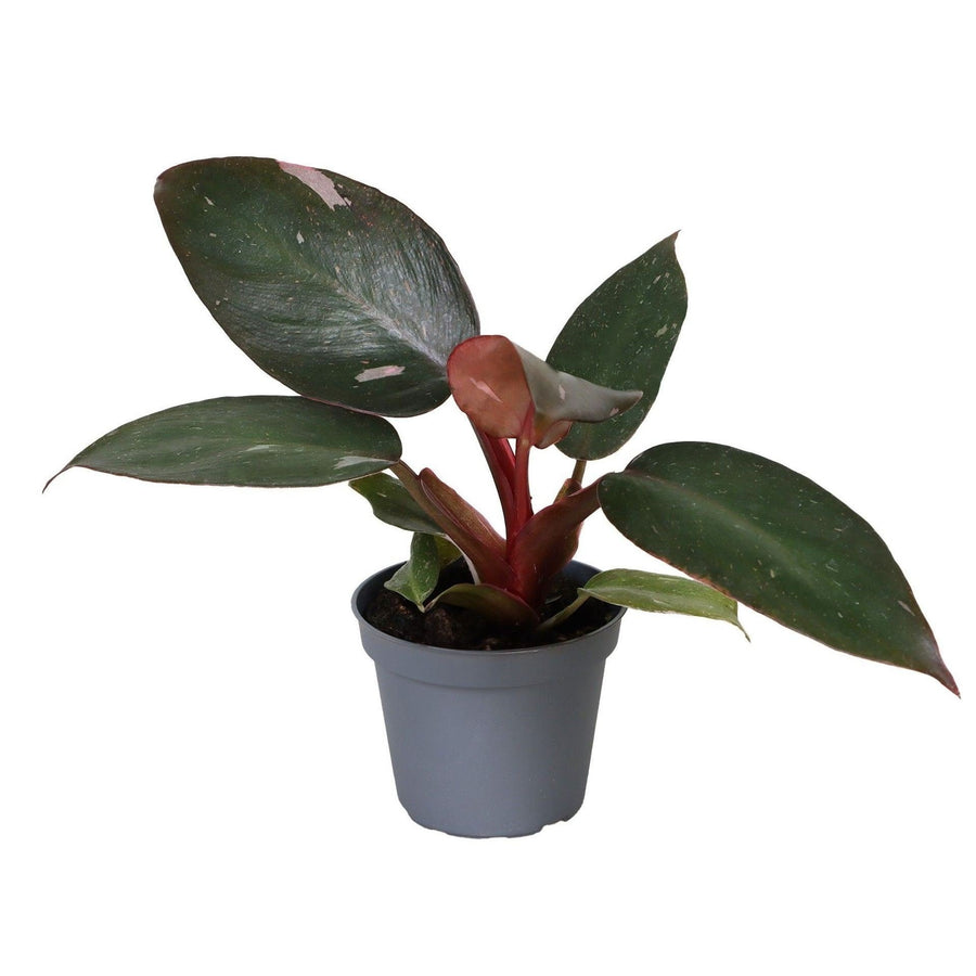 Pink-Princess-Philodendron (Philodendron erubescens 'Pink Princess') 12 cm hoch, Topf ø6 cm