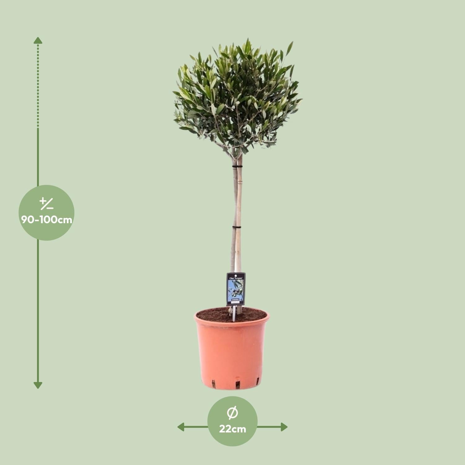 Olijfboom (Olea europaea) 100 cm hoog, pot ø22 cm