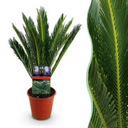 Cycas revoluta (palmvaren) 45 cm hoog, pot ø14 cm