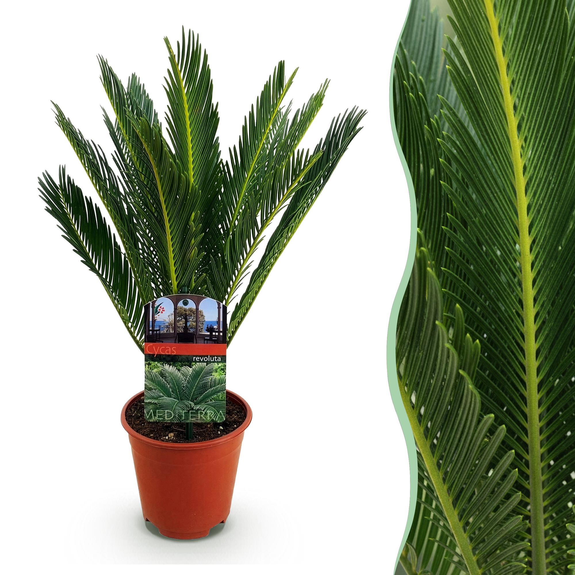 Cycas revoluta (palmvaren) 45 cm hoog, pot ø14 cm