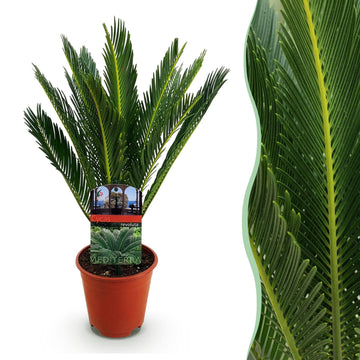 Cycas revoluta (palmebregne) 45 cm høj, potte ø14 cm